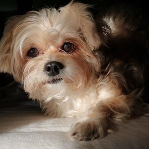 Meet your Posher, Annette